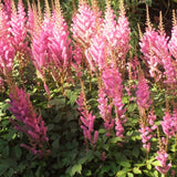 Country and Western Astilbe