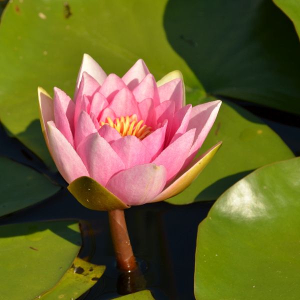 Pink Beauty Water Lily