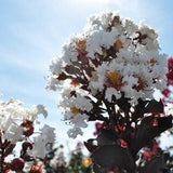 Black Diamond&reg; Pure White&trade; Crape Myrtle