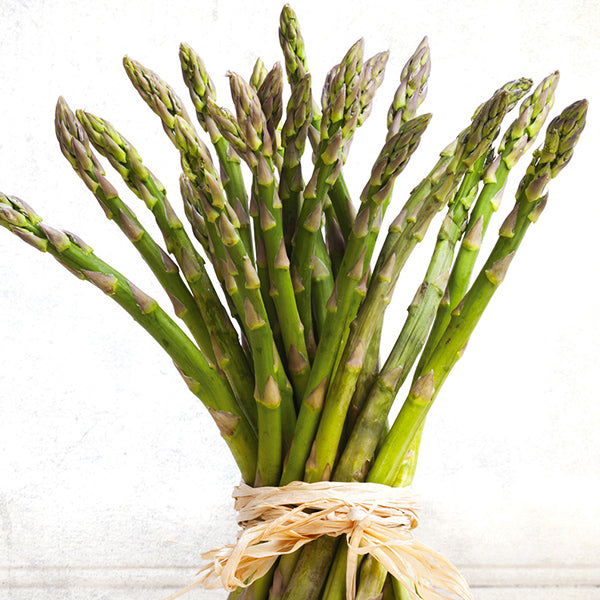 Jersey Supreme Asparagus Plant