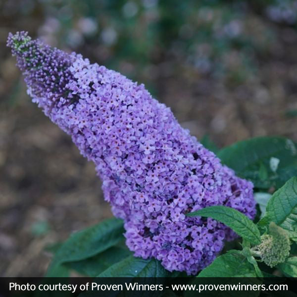 Proven Winners&reg; Color Choice&reg; Pugster&reg; Amethyst Butterfly Bush