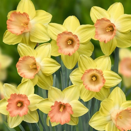 Tickled Pinkeen Daffodil