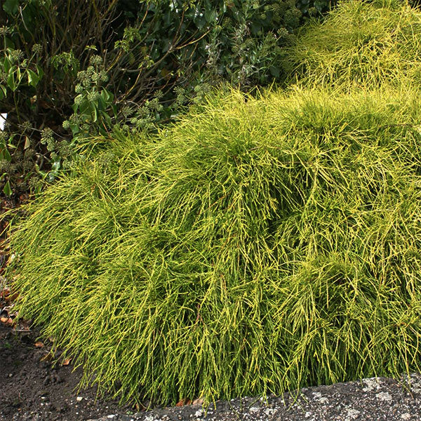 Sungold False Cypress