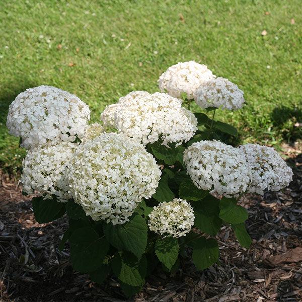 Invincibelle Wee White&reg; Hydrangea