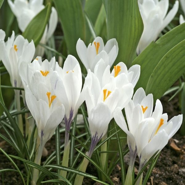 Jeanne d'Arc Crocus