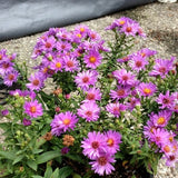 Woods Pink Aster