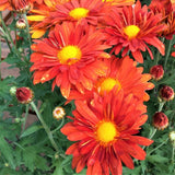 Mammoth&trade; Red Daisy Garden Mum