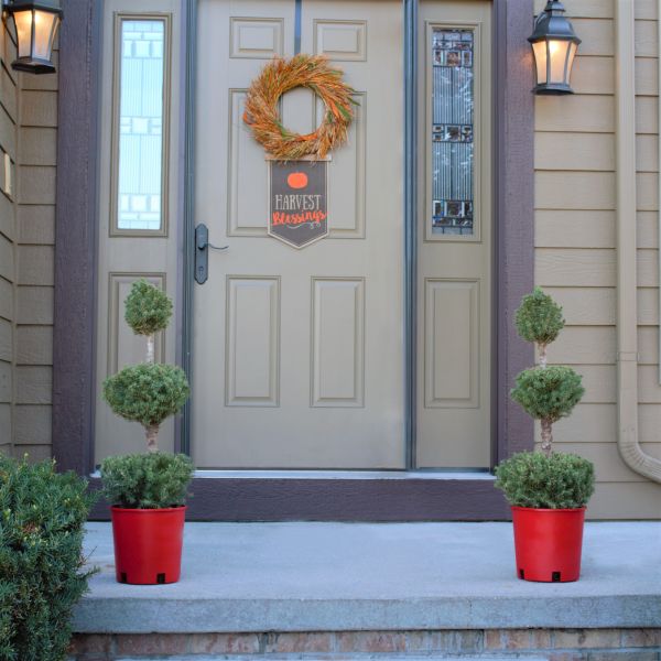 Dwarf Alberta Spruce Pom Pom Topiary