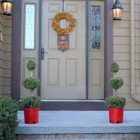 Dwarf Alberta Spruce Pom Pom Topiary