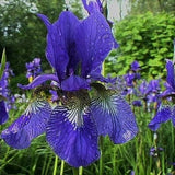 Caesars Brother Siberian Iris