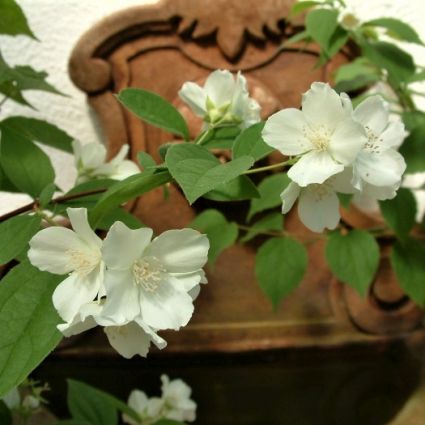 Goose Creek Mock Orange