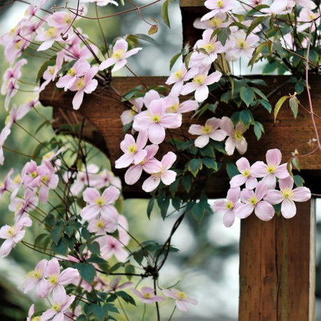 Montana Mayleen Clematis