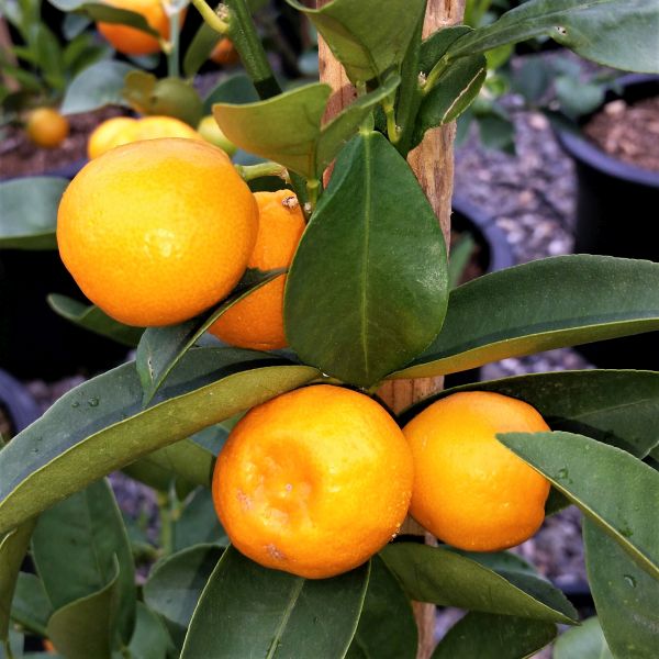 Marumi Kumquat Tree