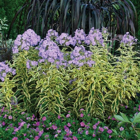 Shockwave Phlox
