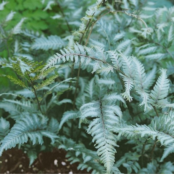 Apple Court Japanese Painted Fern