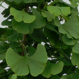 Troll Ginkgo Tree