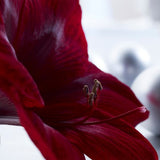 Red Pearl Amaryllis