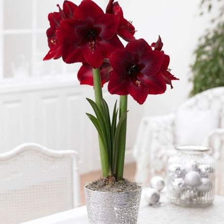 Black Pearl Amaryllis