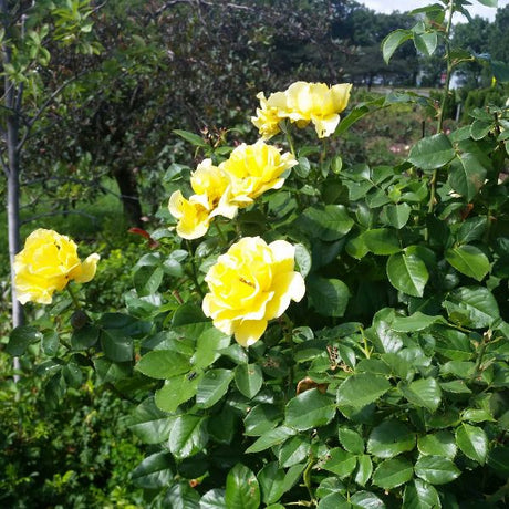 Julia Child&trade; Floribunda Rose Tree