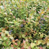 Brunswick Blueberry Bush