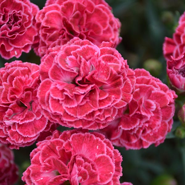 Dianthus Raspberry Ruffles