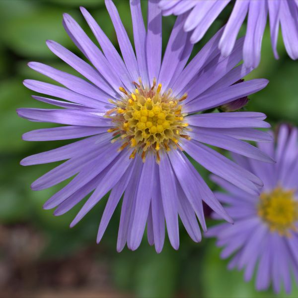 Aromatic Aster