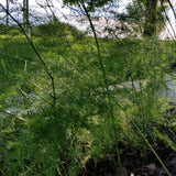 Jersey Giant Asparagus Plant