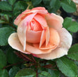 Cream Veranda&reg; Rose