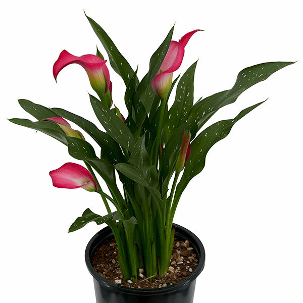 Red Calla Lily