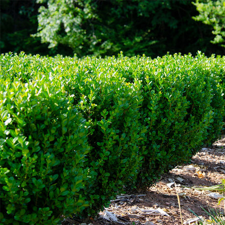 NewGen&reg; Freedom Boxwood