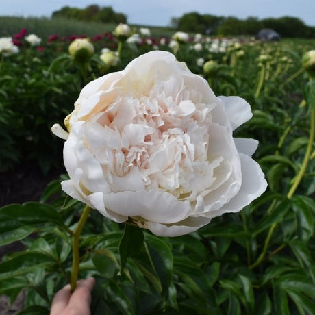 Henry Sass Peony