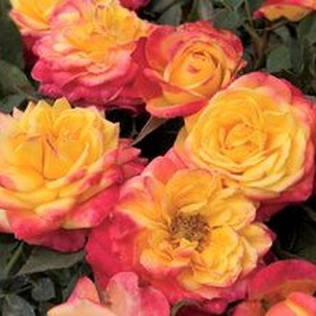 Rainbow Sunblaze&reg; Rose