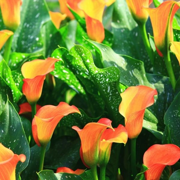 Orange Calla Lily