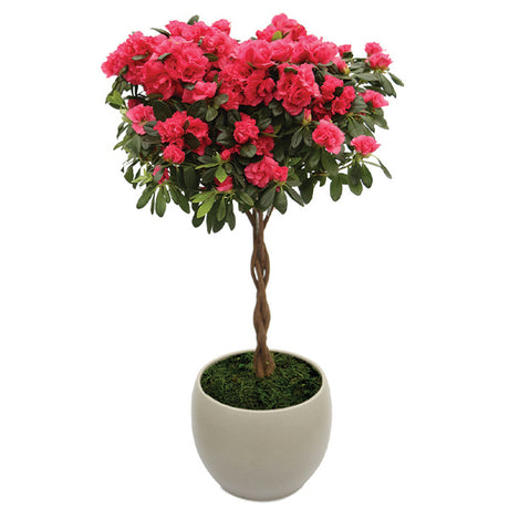 Love Grows Here Red Florist Azalea Topiary