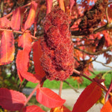 Staghorn Sumac