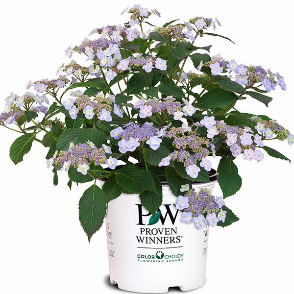 Tiny Tuff Stuff&trade; Hydrangea