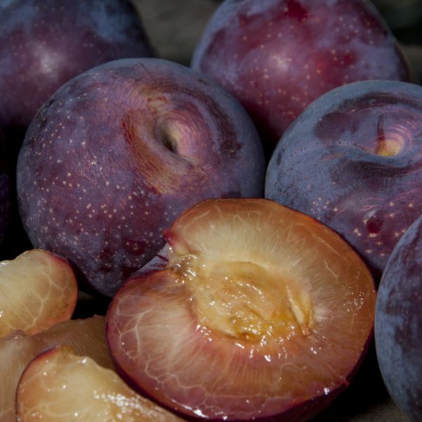 Santa Rosa Plum Tree