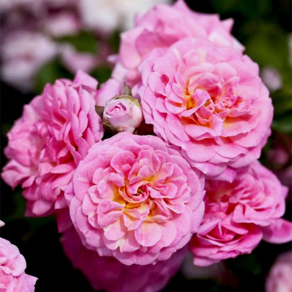 Sweet Drift® Rose | Buy at NatureHills.com