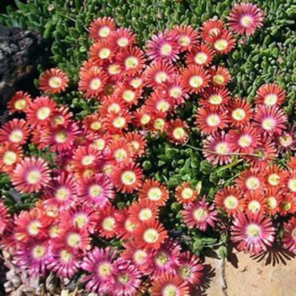 Red Mountain Ice Plant