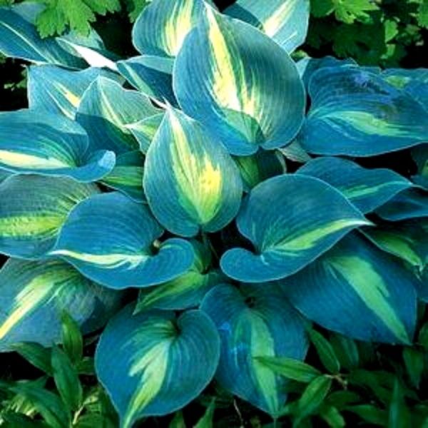 Touch of Class Hosta