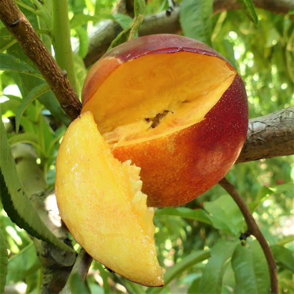 Independence Nectarine Tree