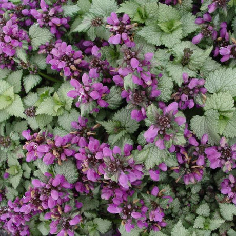 Ghost Lamium