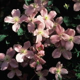 Rubens Clematis