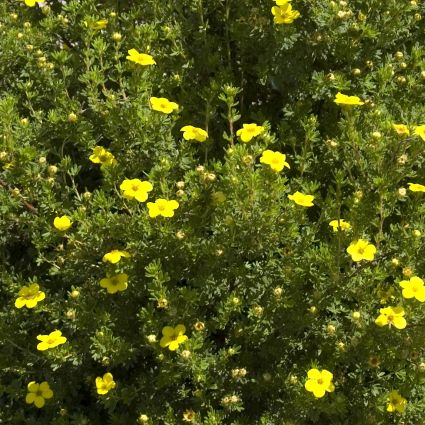 Gold Drop Potentilla