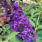 First Editions&reg; Psychedelic Sky&trade; Butterfly Bush