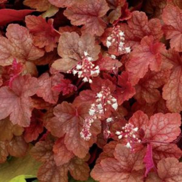 Heucherella Redstone Falls