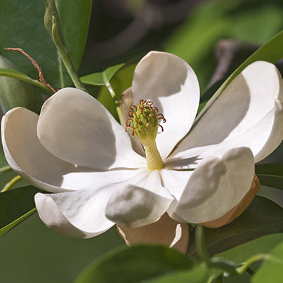 Sweet Bay Magnolia Tree