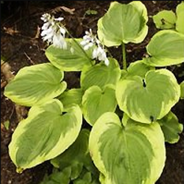 Celestial Hosta