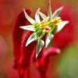 Red Kangaroo Paw