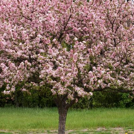 Coralburst® crabapple tree covered in pink spring bloom
